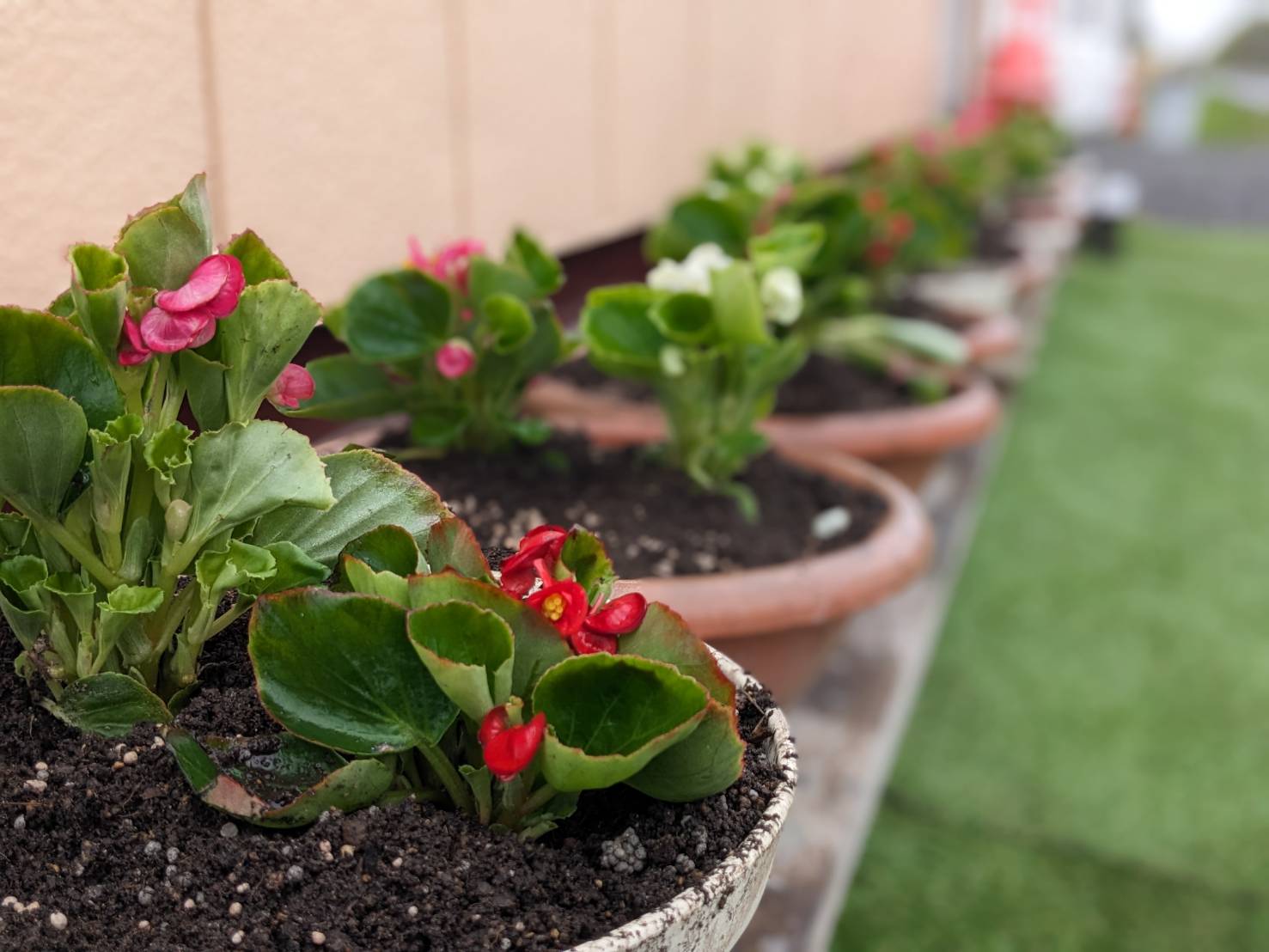 空知外装のお店前に植えられた花
